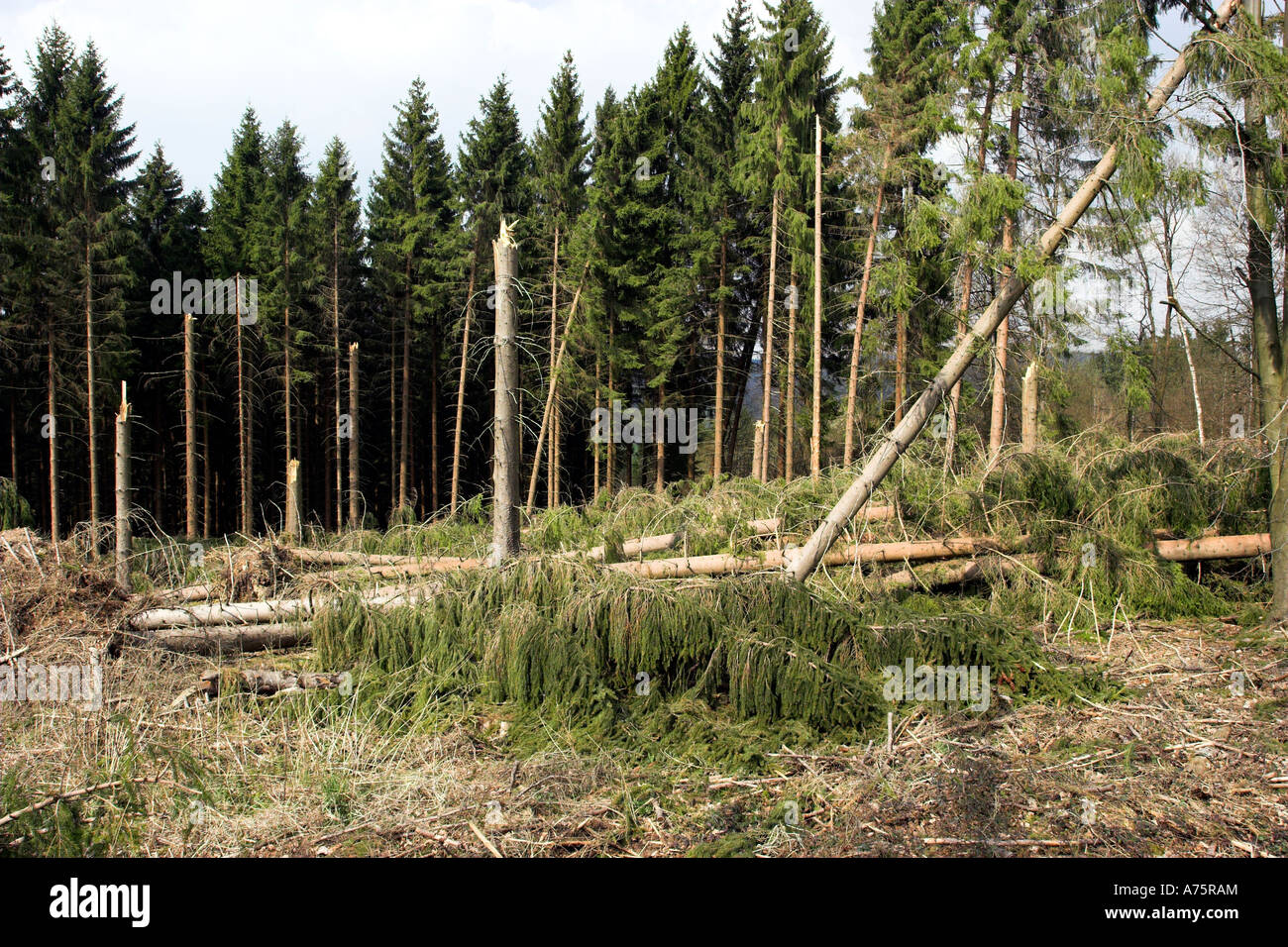 Arbres abattus par les vents de tempête dans le district de Nord-Rhénanie Westphalie Oberberg, Allemagne Banque D'Images