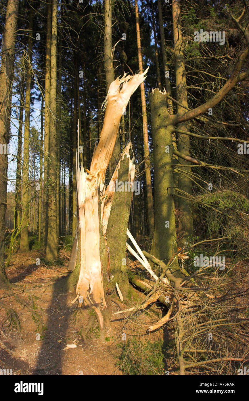 Broken tronc d'arbre abattu par une tempête dans le district de Nord-Rhénanie Westphalie Oberberg, Allemagne Banque D'Images