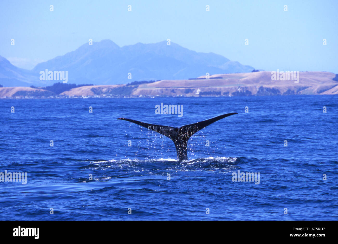 Cachalot : Séquence de plongée libre No 3. Côte de Kaikoura ile sud Nouvelle Zelande Banque D'Images