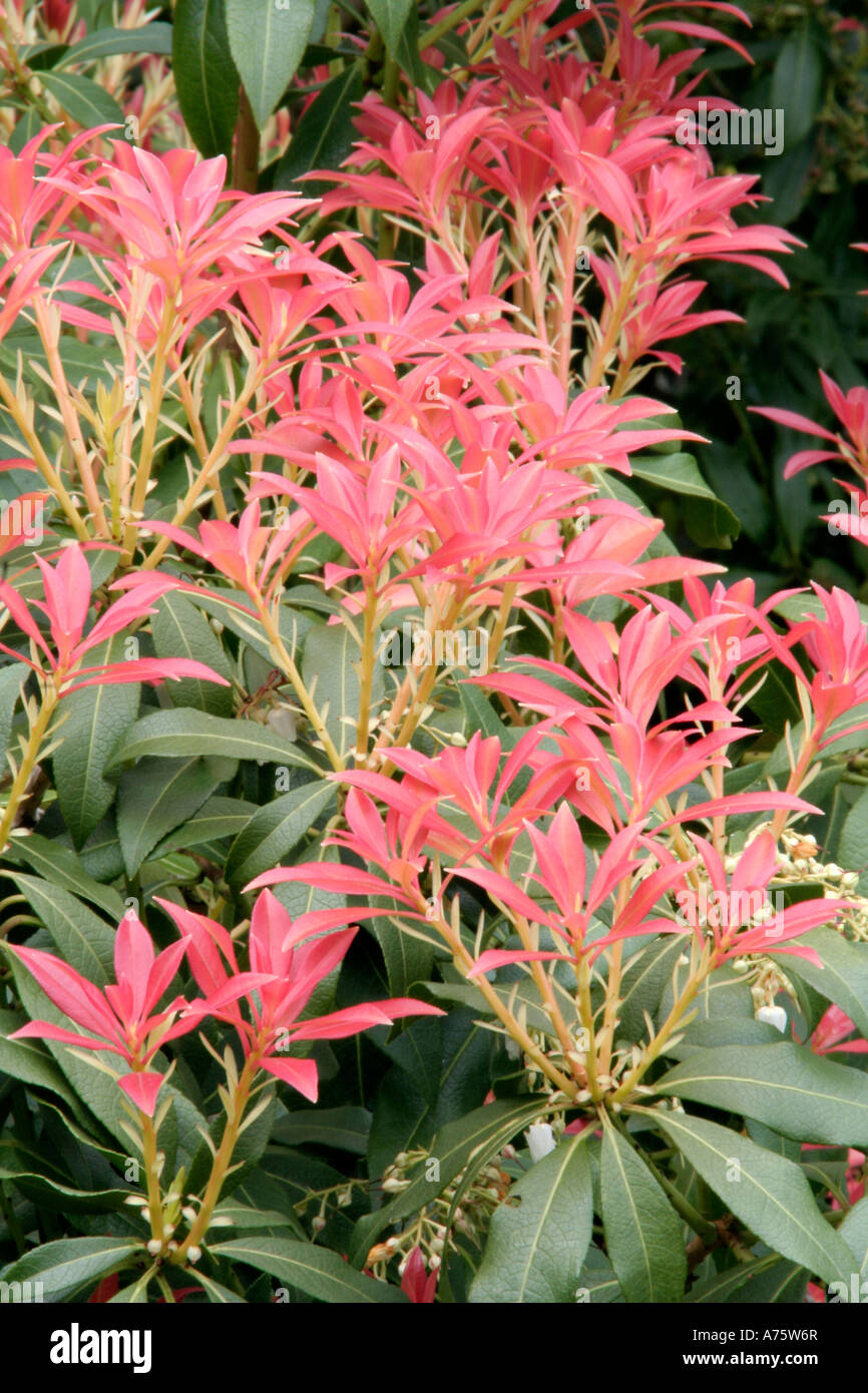 Pieris Red Leaves Photos Pieris Red Leaves Images Alamy