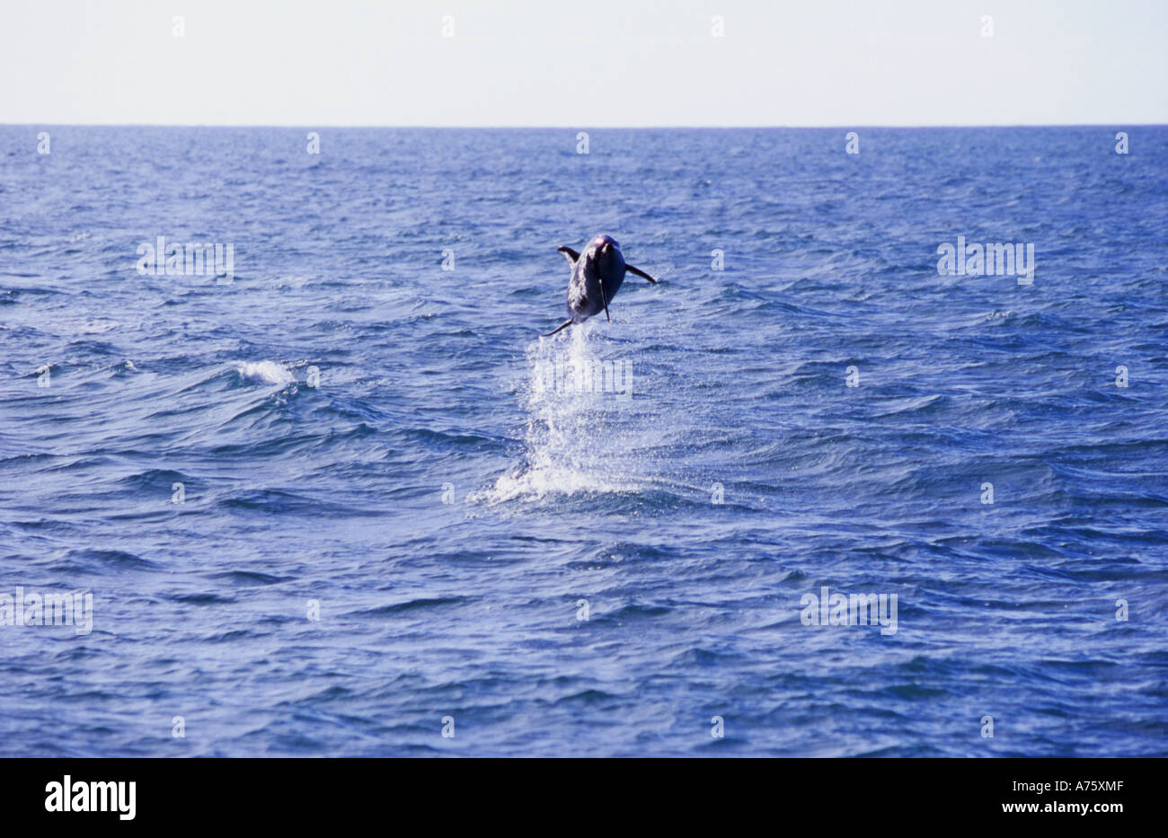 Dusky Dolphin Lagenorhynchus obscurus contrevenir au large de la côte de Kaikoura Nouvelle-zélande Banque D'Images