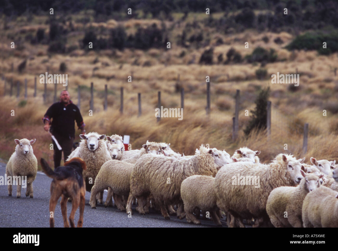 Agriculteur de berger berger le long chemin rural ile sud Nouvelle Zelande Banque D'Images