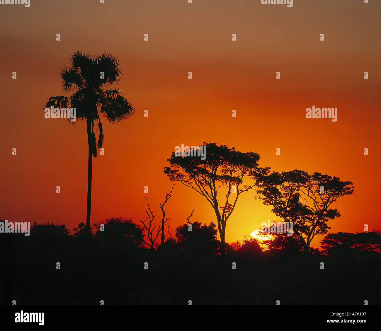 Arican coucher du soleil, Hwange Game Reserve, Zimbabwe Banque D'Images