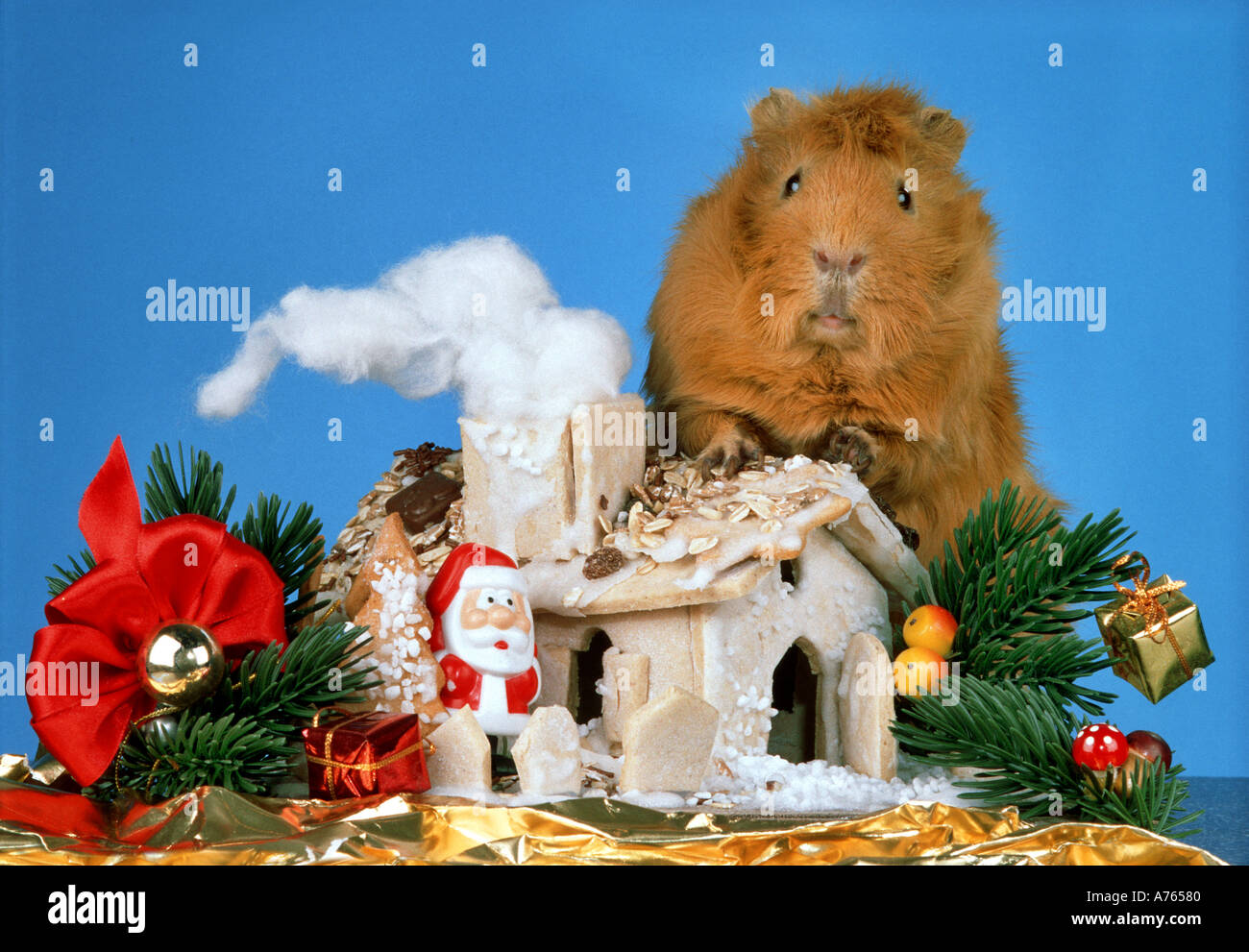 Scarica Gratis Images Accueil Cobaye Decoration De Noel Attitude Attitude Animale Humour dernière salutations