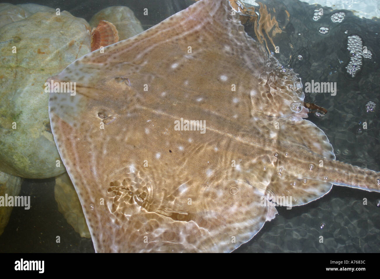Thornback ray en aquarium d'eau de mer Banque D'Images