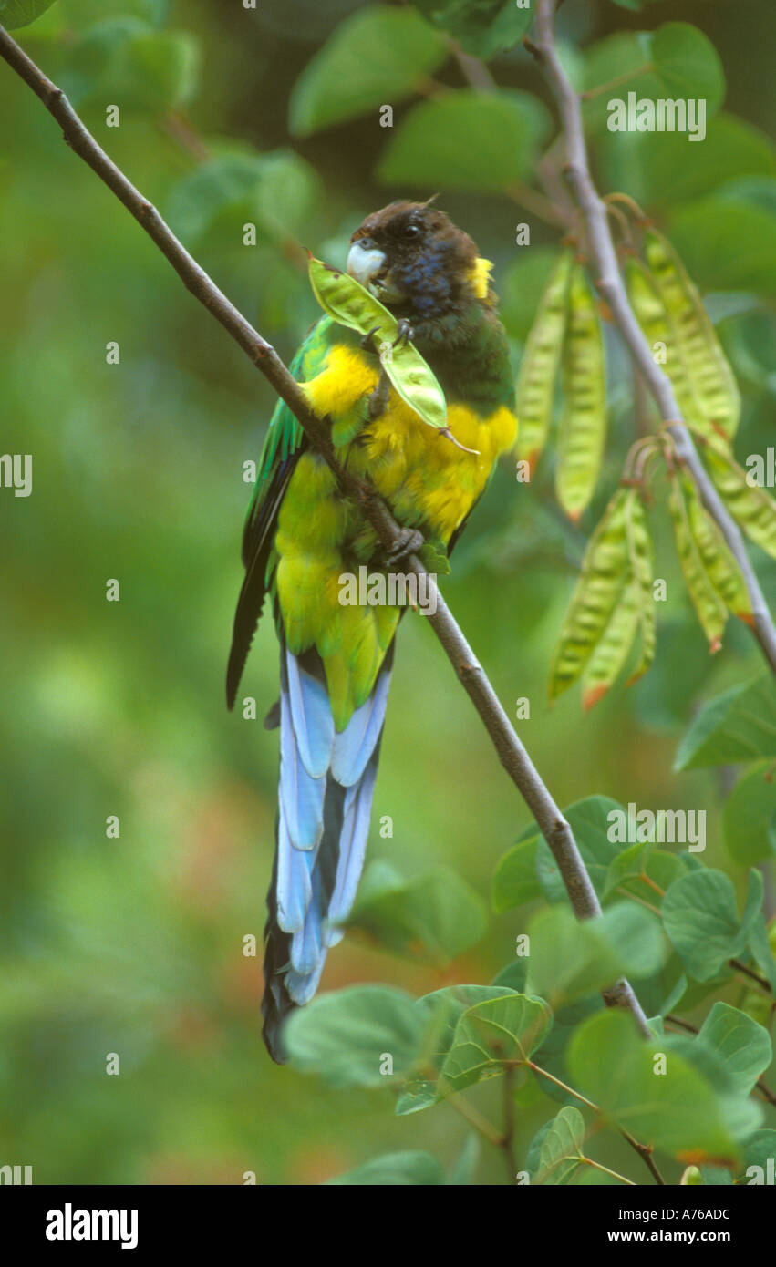 À l'aide d'alimentation à collier l'Ouest pied pour retenir les aliments aussi connu sous le nom de Port Lincoln Parrot ou vingt huit parrot Banque D'Images