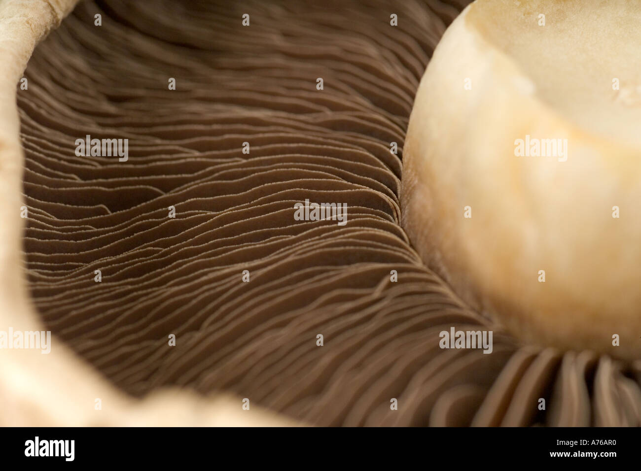 Macro image des branchies sur le dessous d'un champignon. Banque D'Images