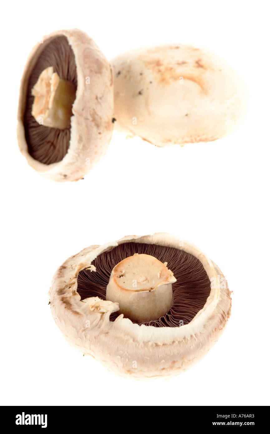 Macro image de trois champignons sur un fond blanc, pur. Banque D'Images