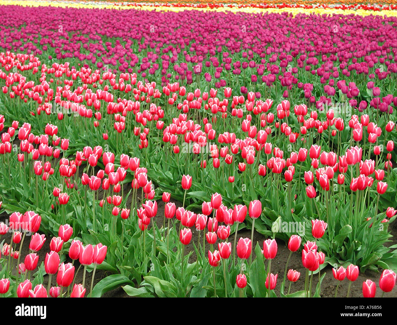 Les tulipes en fleurs à Tulip Festival à Woodburn Oregon Banque D'Images