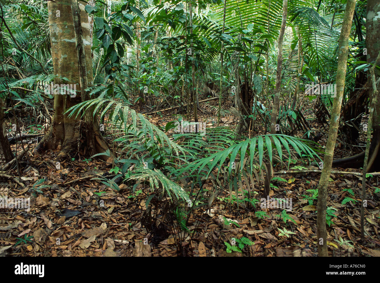Plancher du sous-bois de forêt tropicale, bassin amazonien Banque D'Images