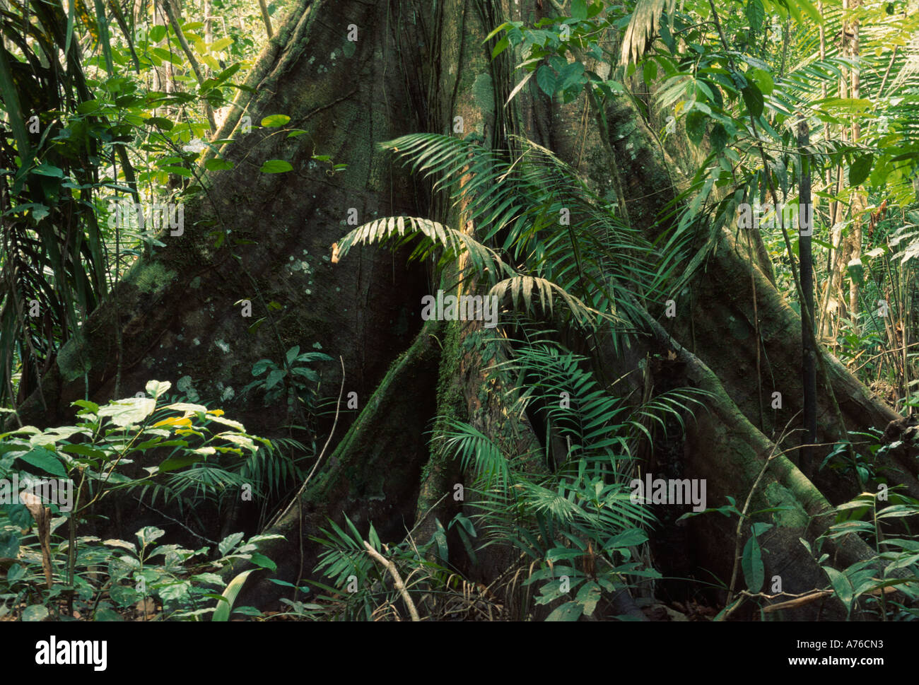 Sous-étage de la forêt amazonienne, l'arbre avec les racines contrefort Banque D'Images