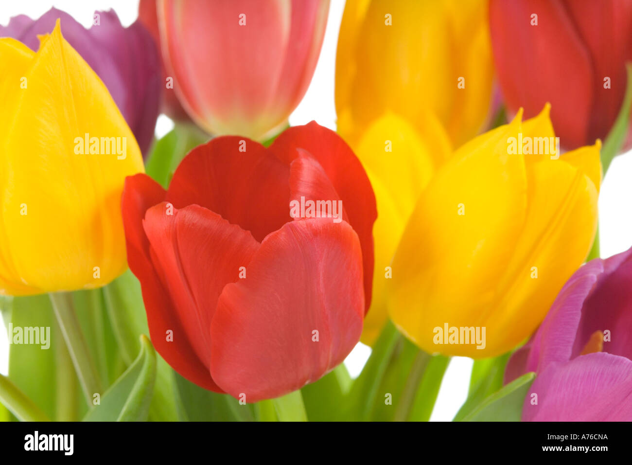 Un bouquet de tulipes au printemps (tulipa) sur un fond blanc, pur. Banque D'Images