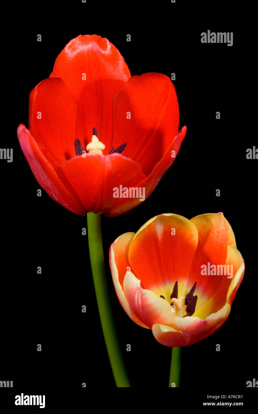 Close up macro image d'une tulipe rouge et rose (tulipa) têtes sur un fond noir. Banque D'Images