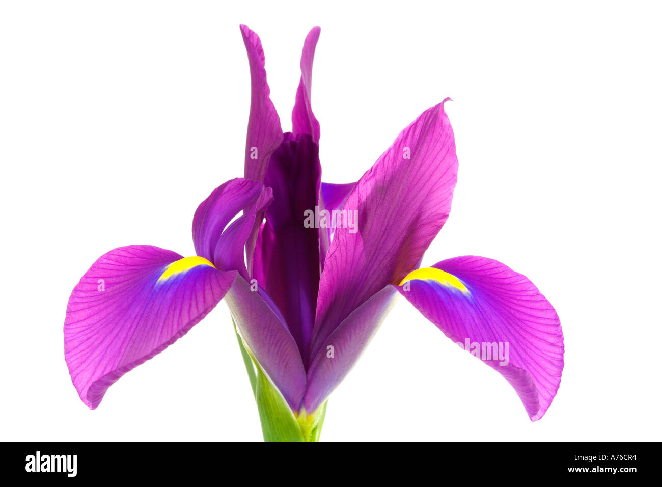 Close up d'un mauve violet iris magenta bloom tête sur un fond blanc, pur. Banque D'Images
