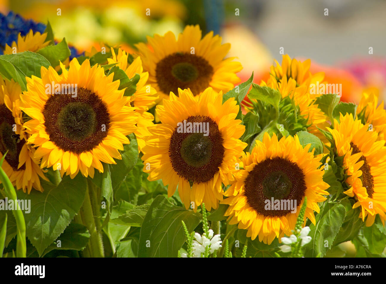 Un bouquet de tournesol (helianthus annuus) sur la fleur étals de la Place du Marché principal de Cracovie. Banque D'Images