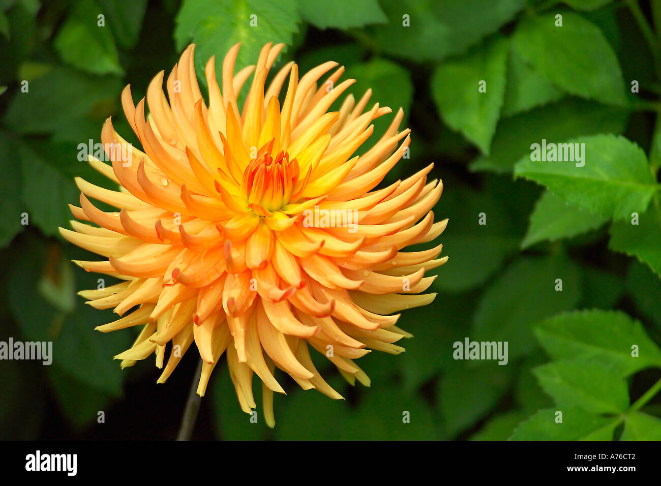 Une couleur orange Dahlia fleur sur fond vert. Banque D'Images