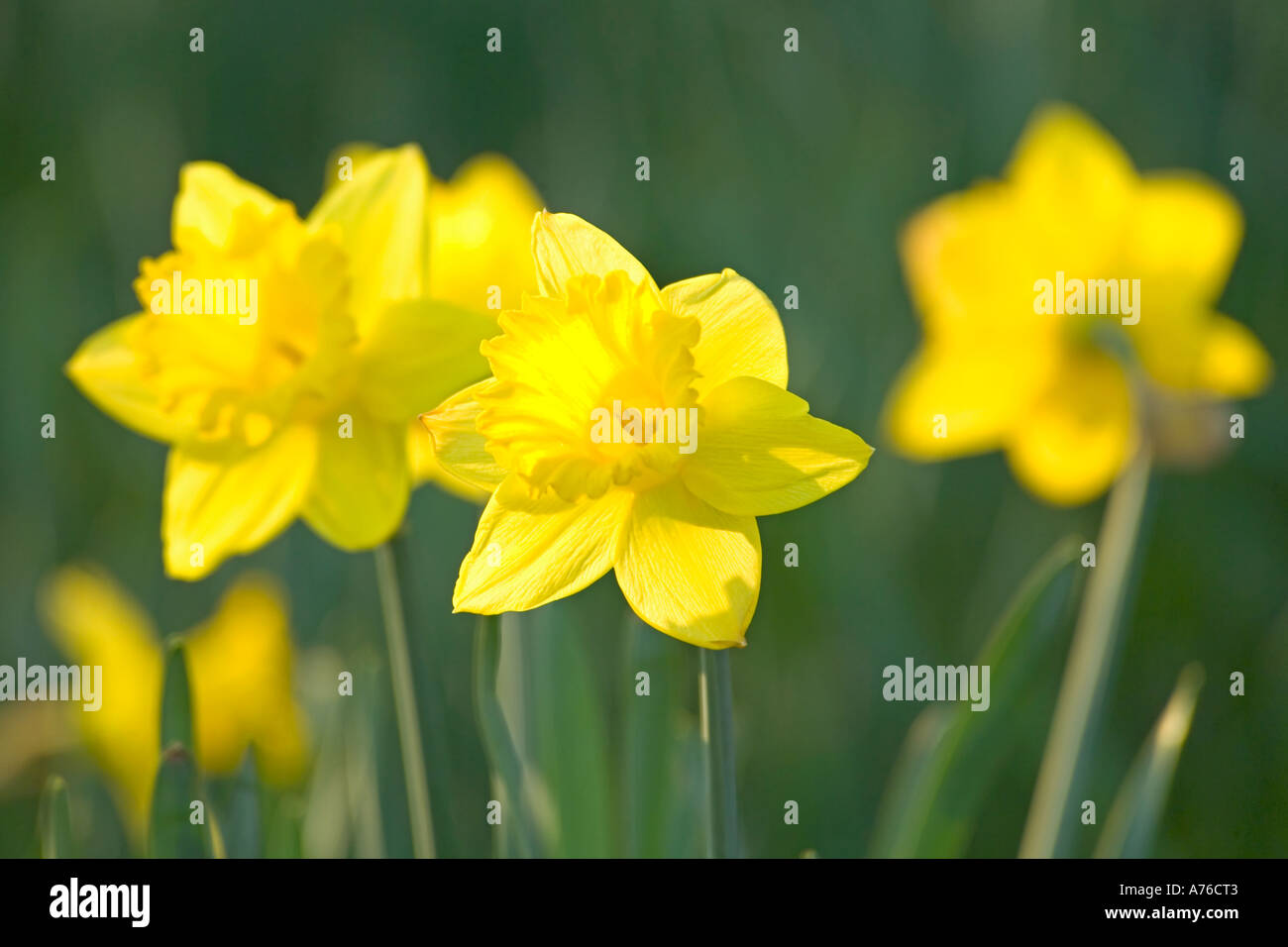 Jonquilles jaune vif (Narcissus sylvestris) dans soleil du printemps sur un fond vert. Banque D'Images