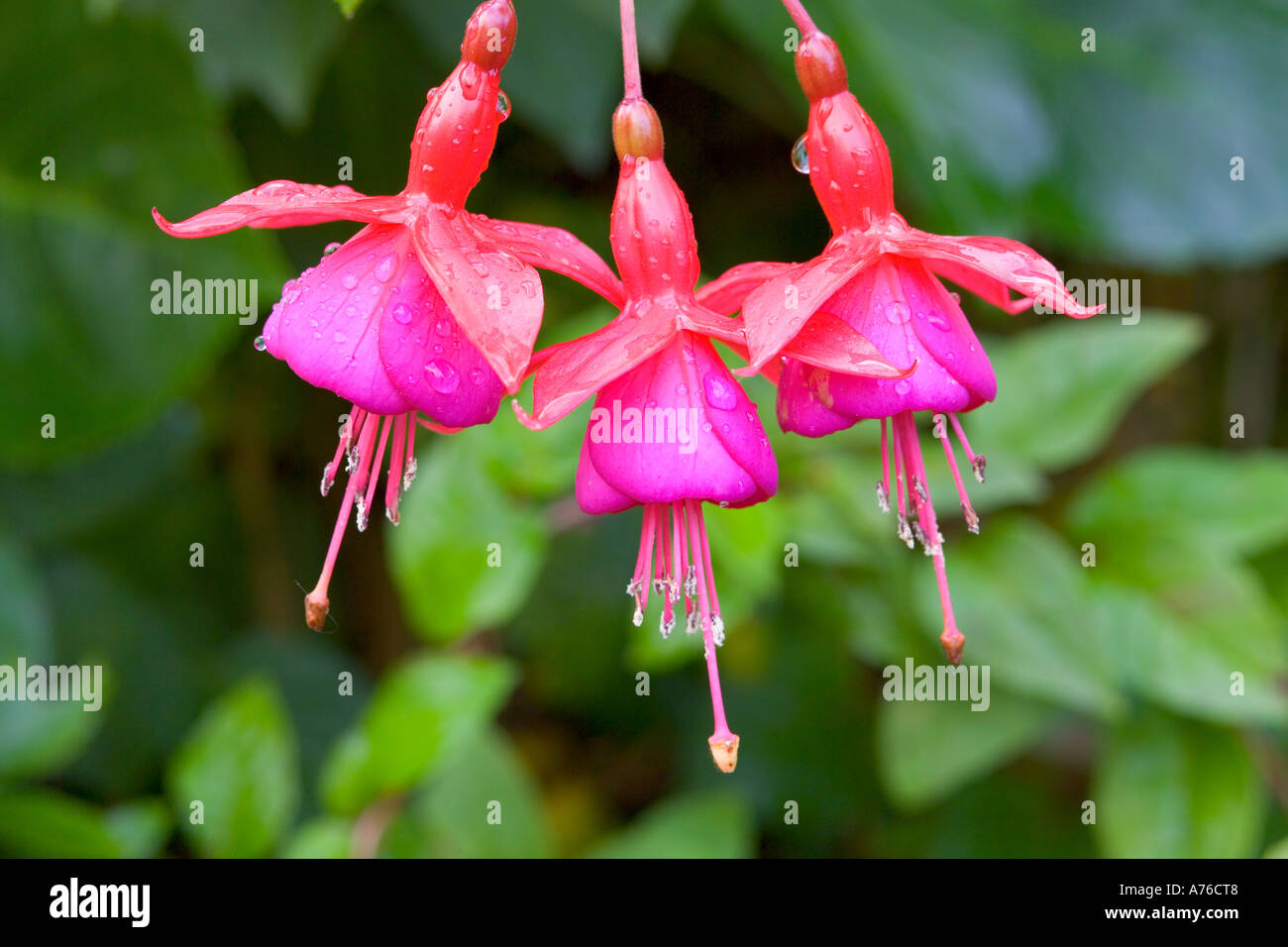 Close up de trois fleurs rose fuchsia suspendu dans une rangée. Banque D'Images