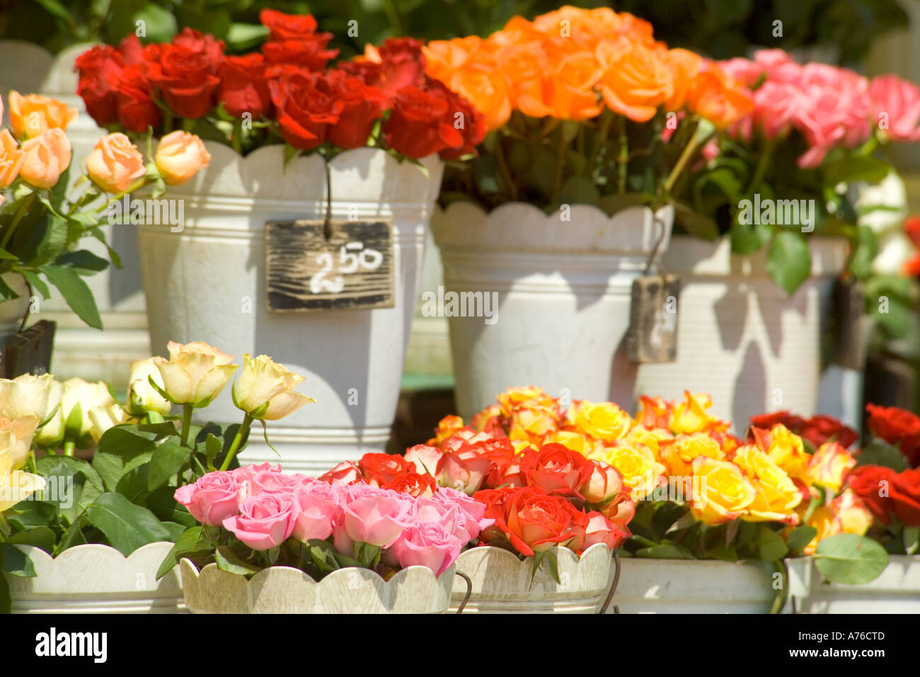 Rangées de conteneurs pleins de couleurs roses (rosa) à vendre à la place principale. Banque D'Images