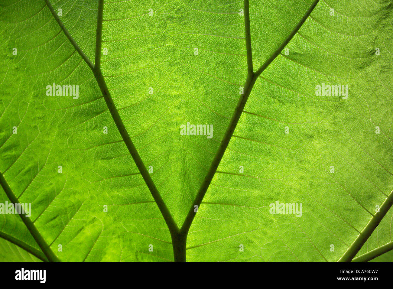 Close up image des nervures de la feuille d'une plante verte de la forêt tropicale. Banque D'Images