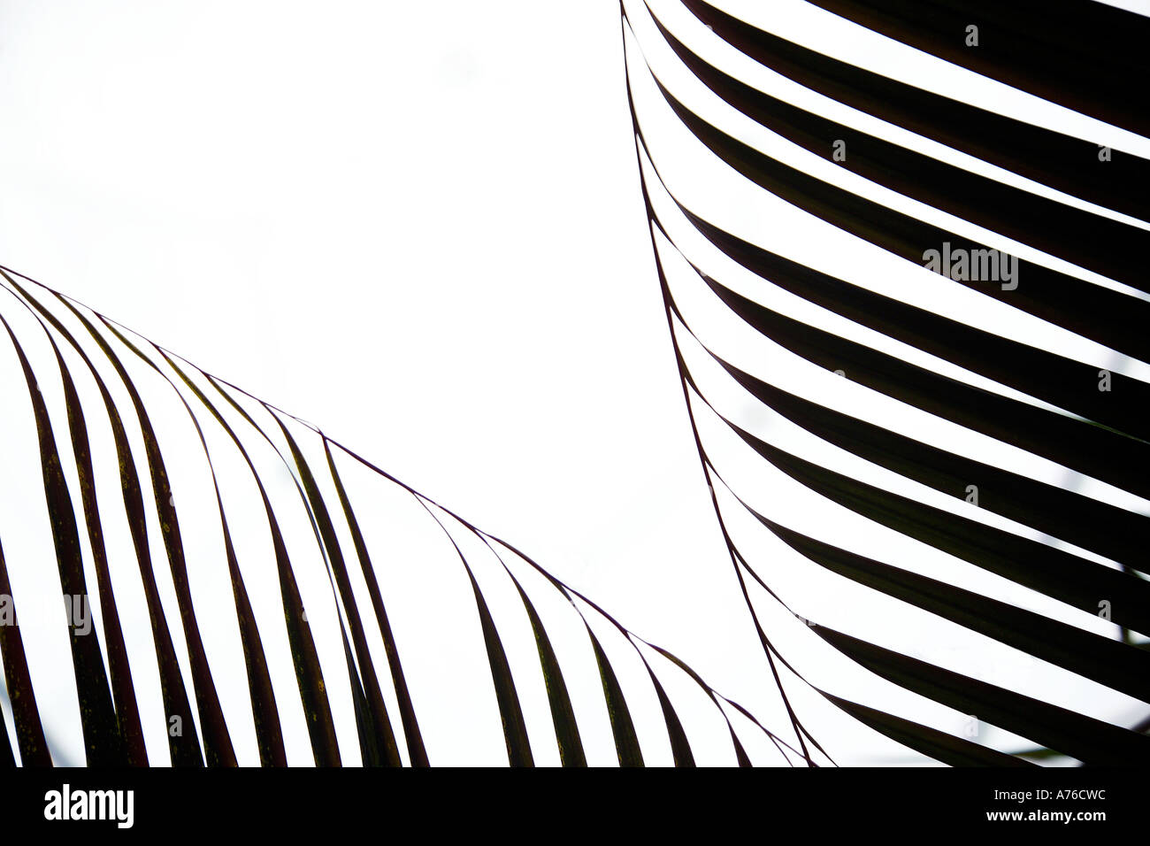 Close up abrégé d'une feuille de palmier tropical en silhouette. Banque D'Images