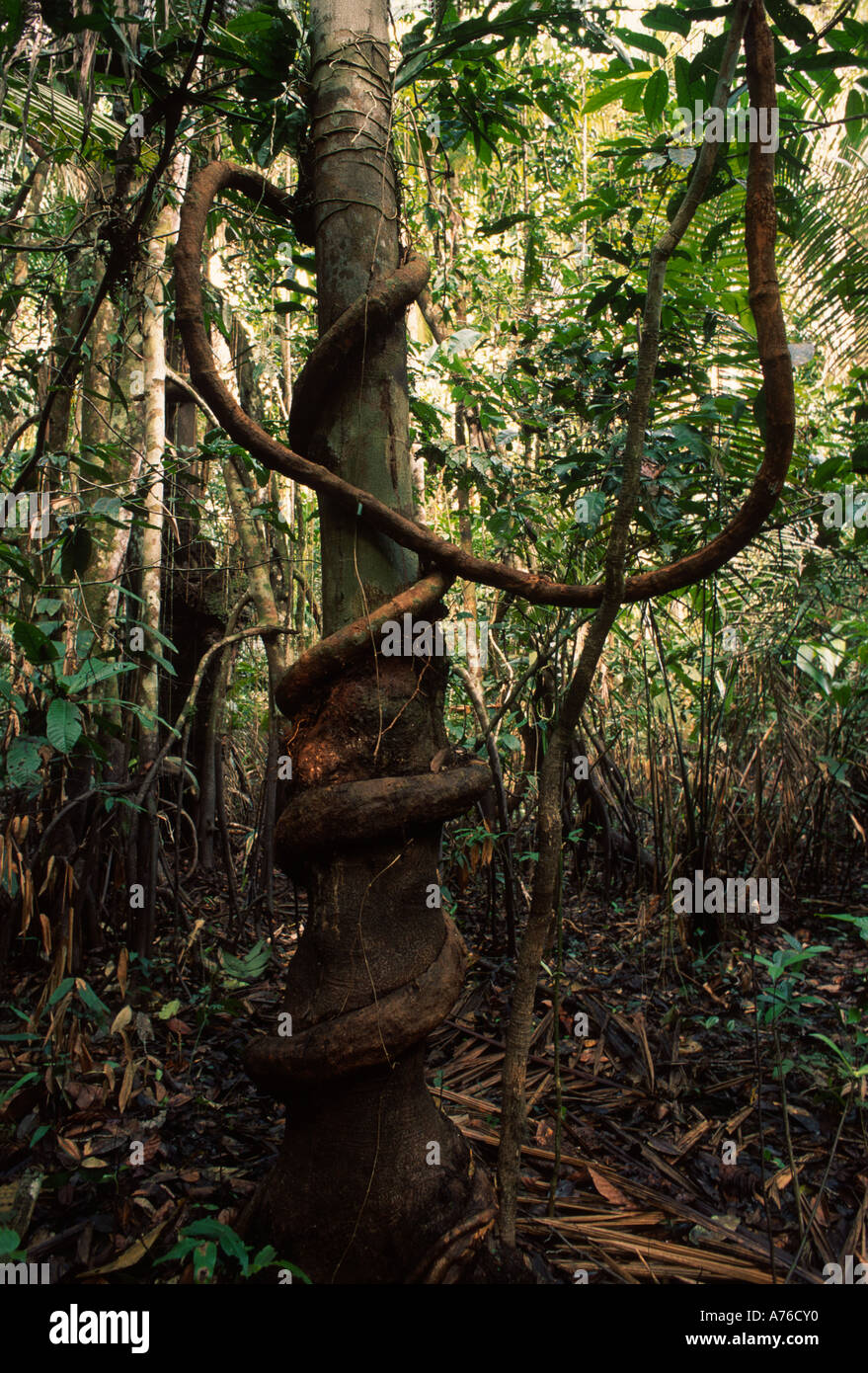 Sous-bois forêt arbre entouré par lliana, bassin amazonien Banque D'Images