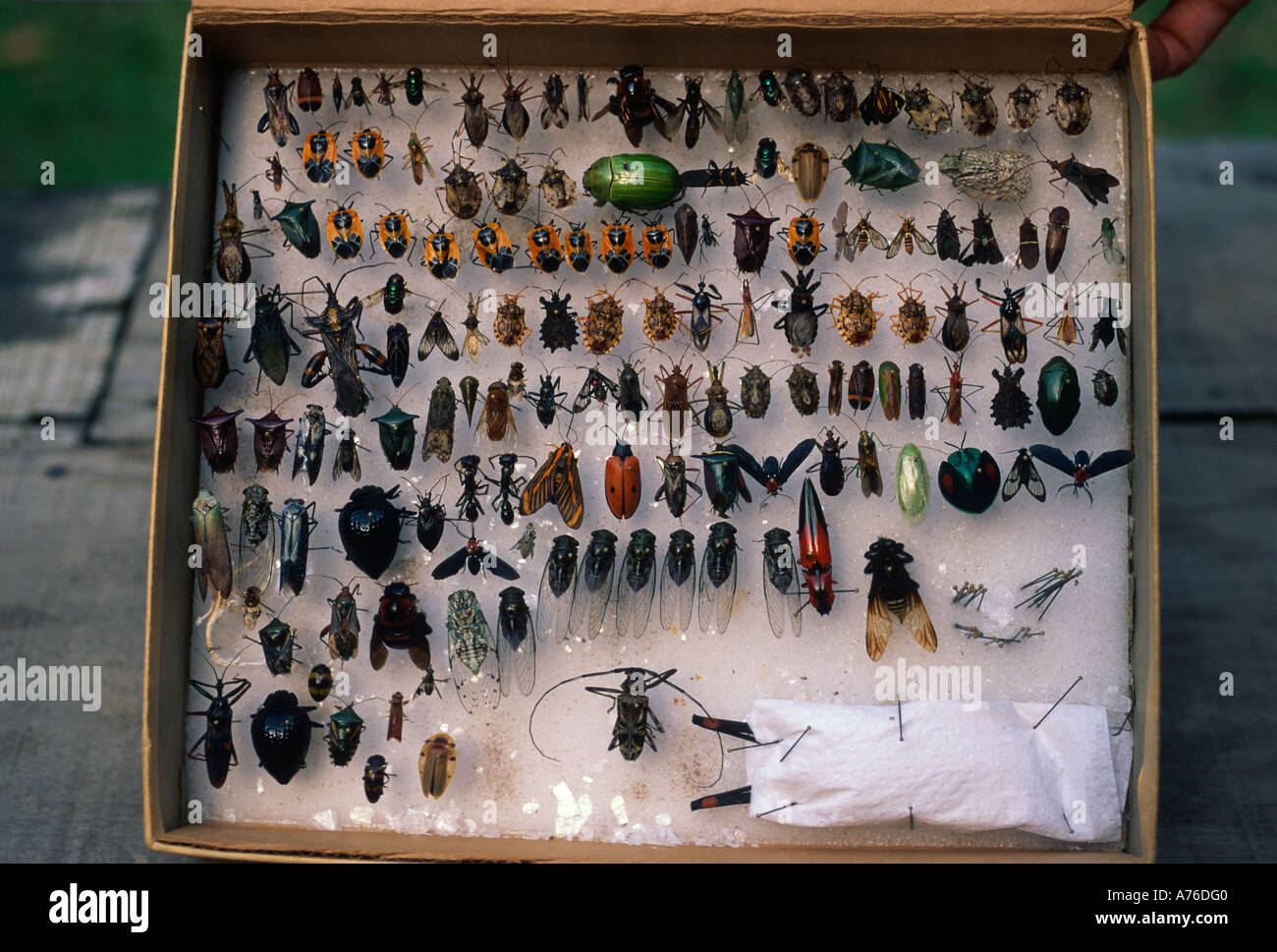 Collection d'insectes réalisés sur l'expédition de recherche, Amazon rainforest Banque D'Images