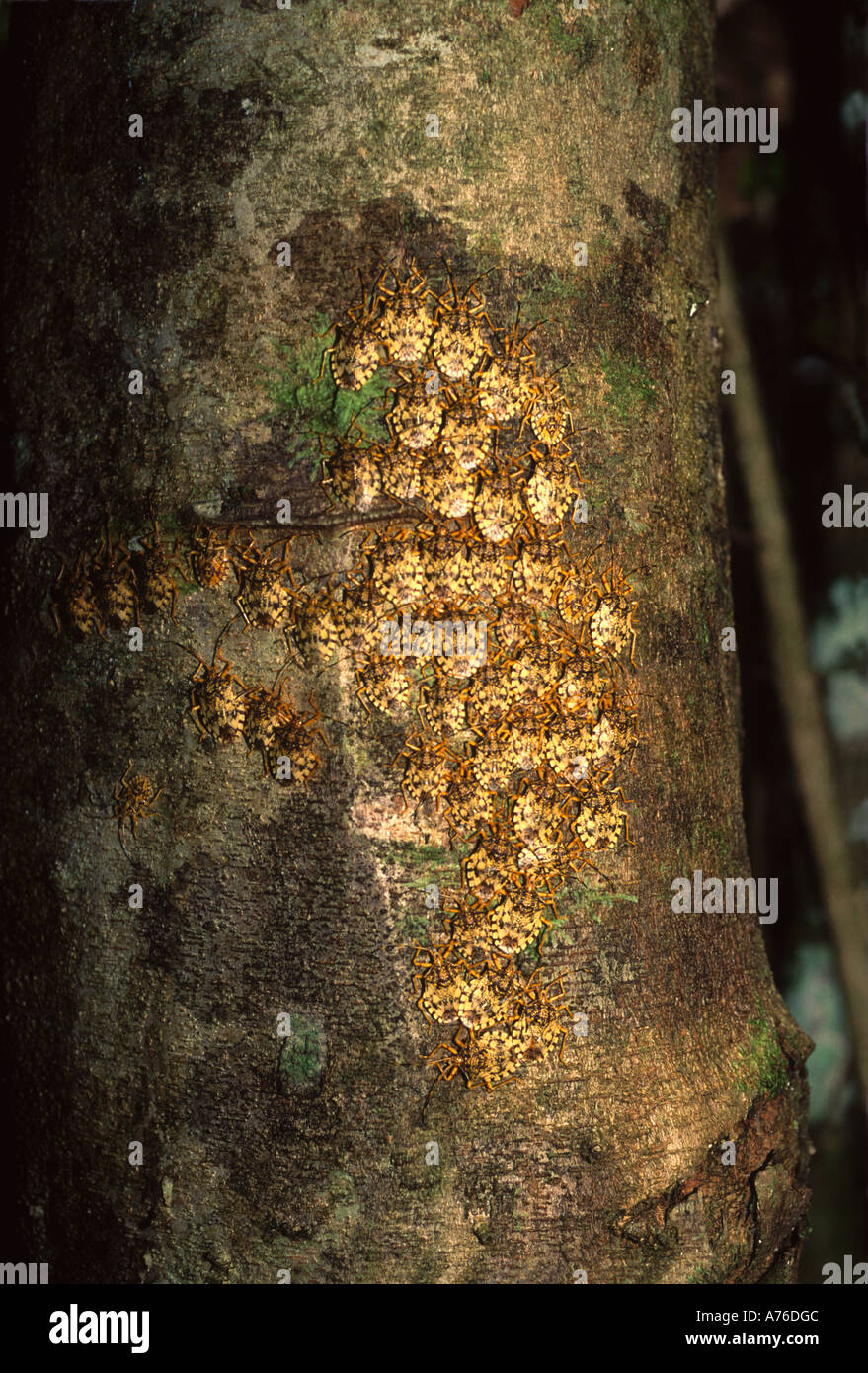 Groupe d'insectes regroupés sur le côté d'un arbre, forêt tropicale, bassin amazonien Banque D'Images