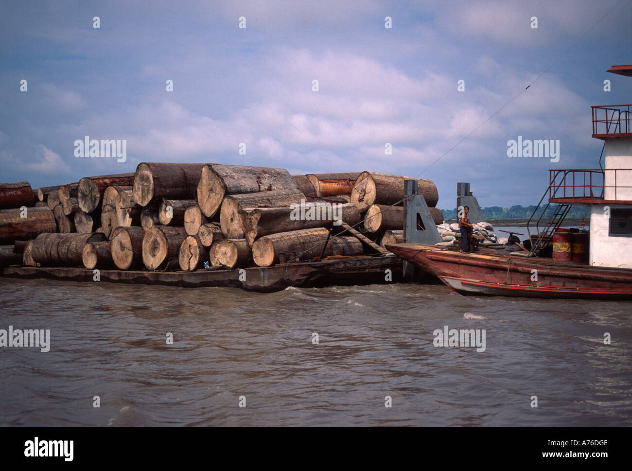 De grands arbres taillés sur barge Amazon River, Pérou Banque D'Images