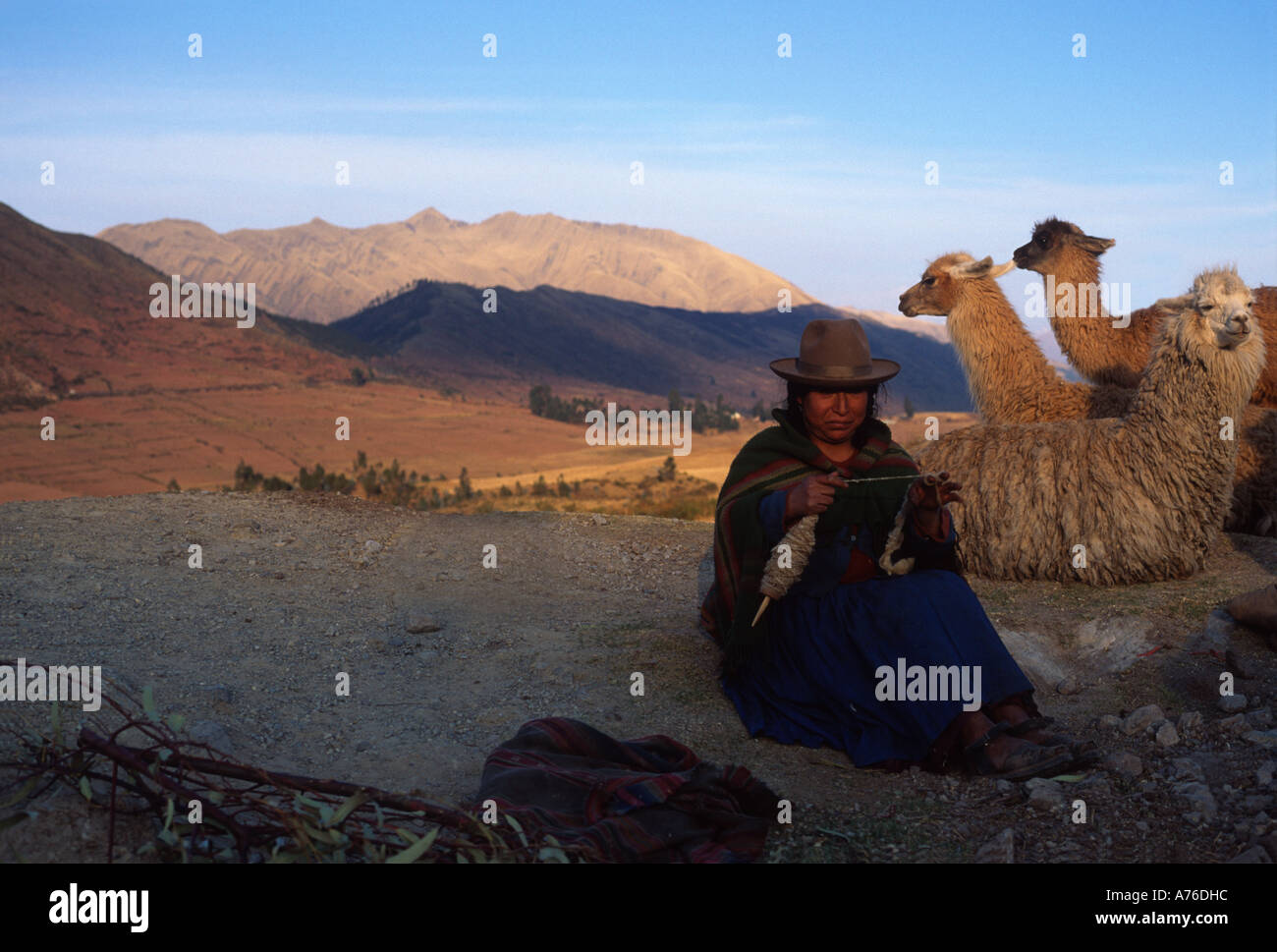 Femme Quechuan filer sur colline près de Cusco, Pérou avec des lamas sur les collines andines Banque D'Images