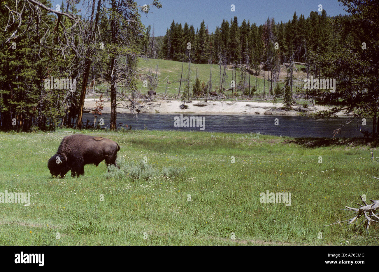 Un Buffalo tombe dans un pré ouvert dans le parc national de Yellowstone, États-Unis. Banque D'Images
