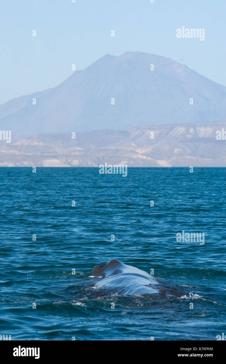Le cachalot (Physeter macrocephalus) Plongée sous-marine, la Basse Californie, mer de Cortes AU MEXIQUE Banque D'Images
