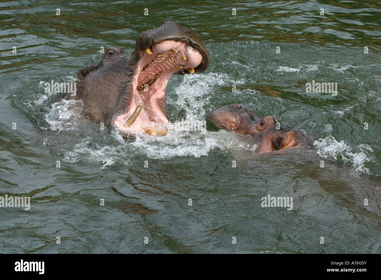 Deux combats - Hippopotamus amphibius Hippopotame Banque D'Images