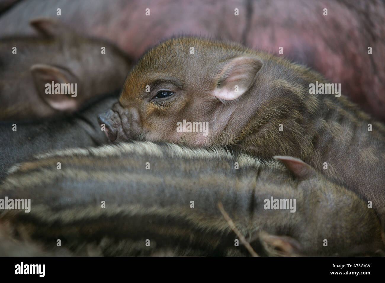 Pot bellied bébés cochon vietnamien - Sus scrofa Banque D'Images