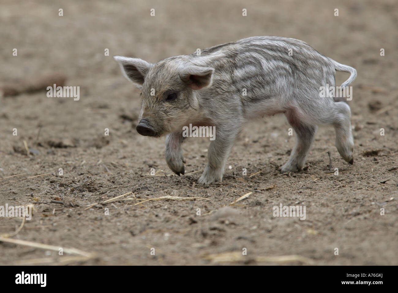 Les bébés de porcs domestiques - Sus scrofa f. Domestica Banque D'Images