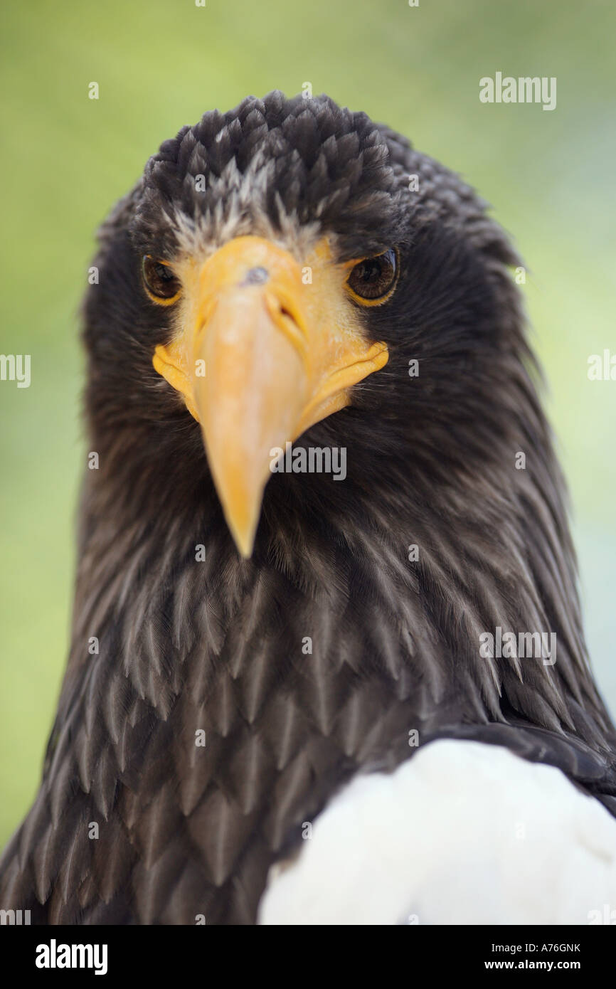 L'aigle de mer de Steller - Haliaeetus pelagicus Banque D'Images