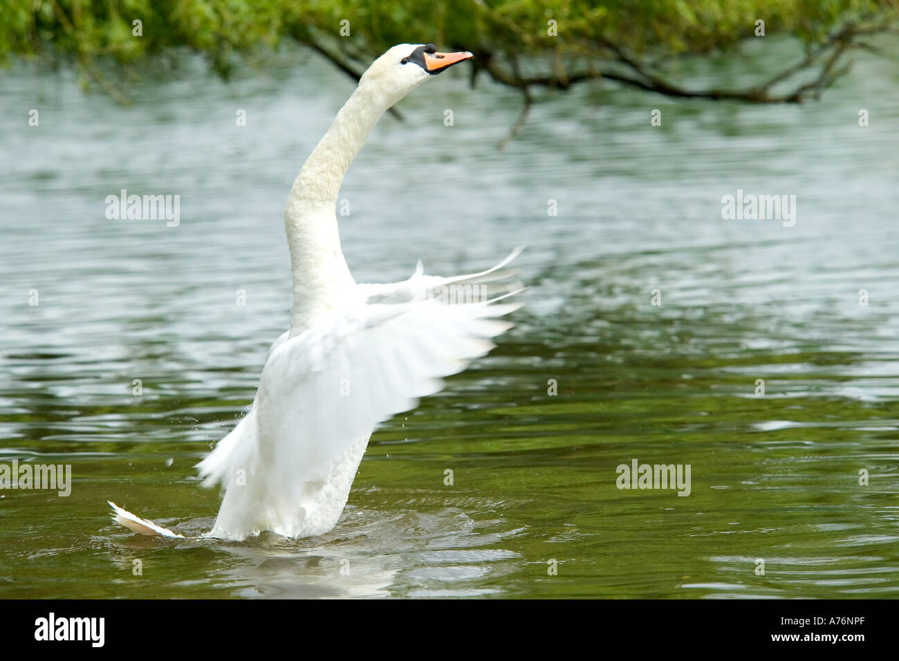 Un bouton mute swan (Cygnus olor) dans une position plus dynamique (de la rue) sur un lac. C'est un homme. Banque D'Images