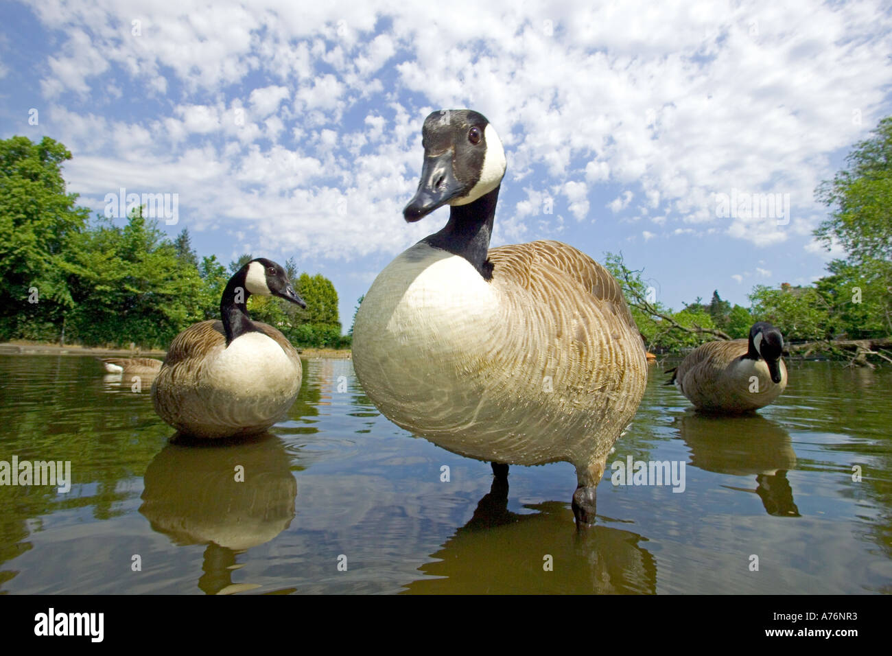 Mise au point proche de l'angle large et bas des oies (Branta canadensis) sur un lac dans le soleil d'été. Banque D'Images