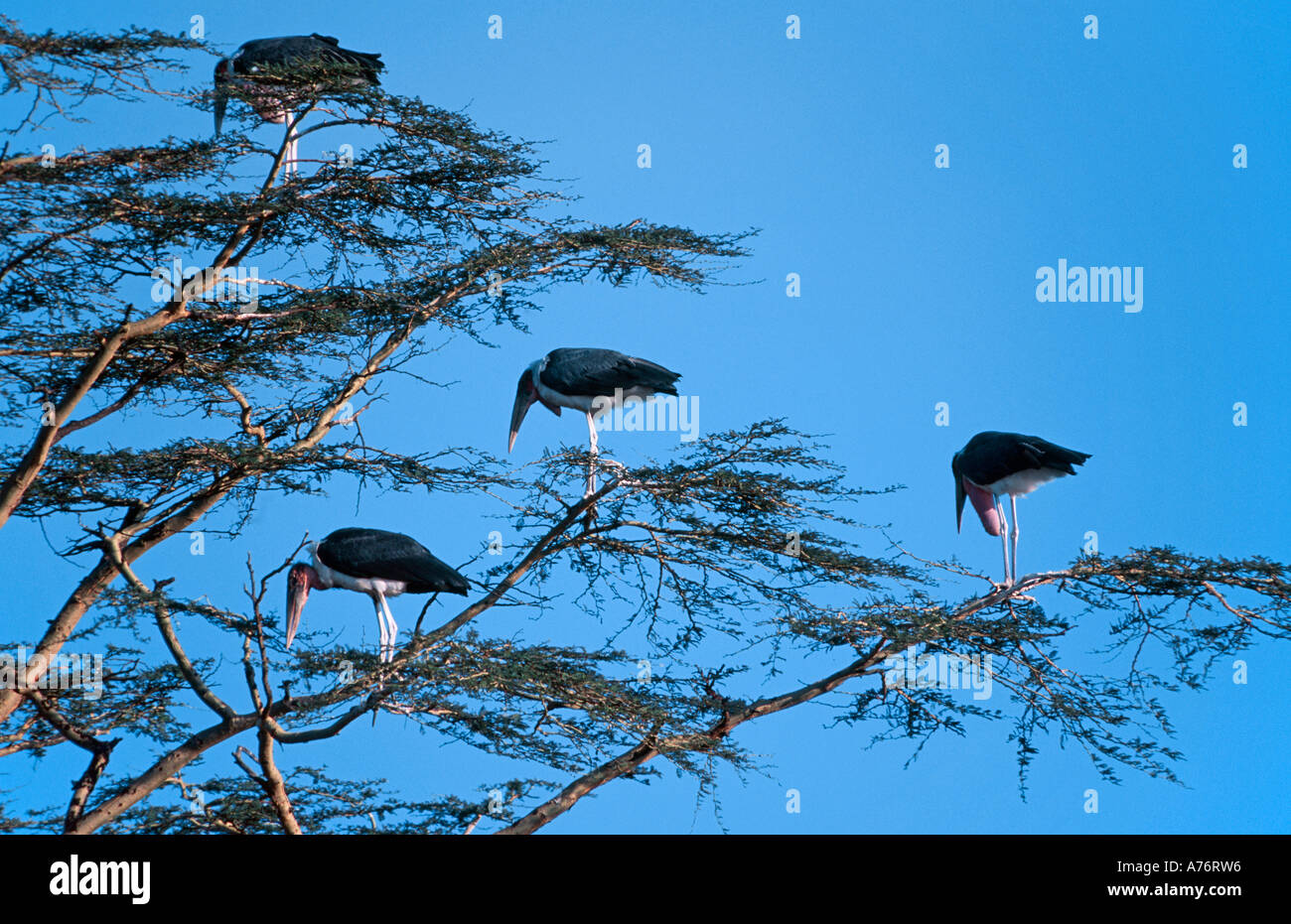 Un troupeau de cigognes (crumeniferus Marabou Flamant rose (Phoenicopterus ruber) restés là-haut, dans les cimes des arbres contre un ciel bleu. Banque D'Images