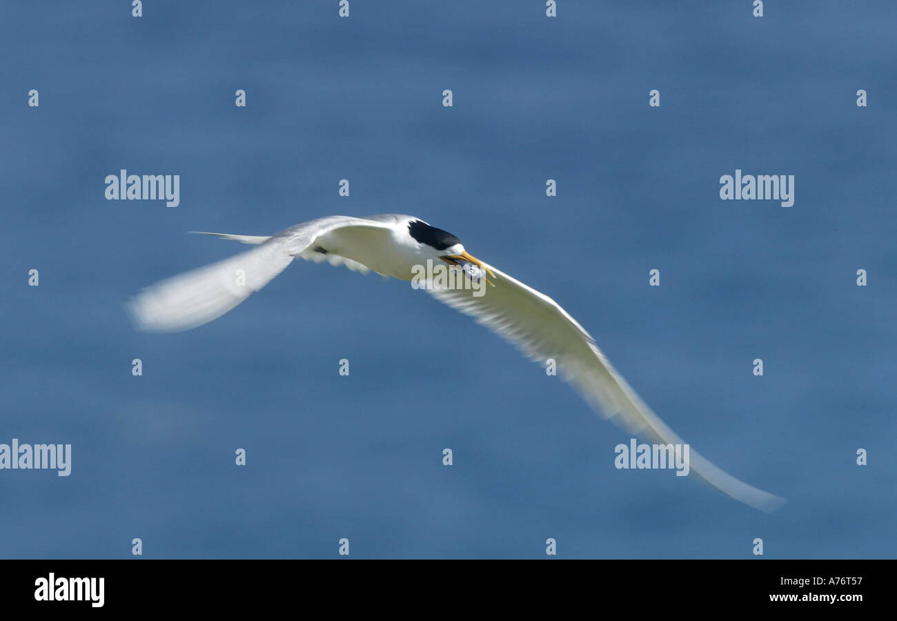 Tyran de Dougall Sterna bergii des laridés nichant sur l'île de Montague Namoora La Nouvelle-Galles du Sud Australie Banque D'Images