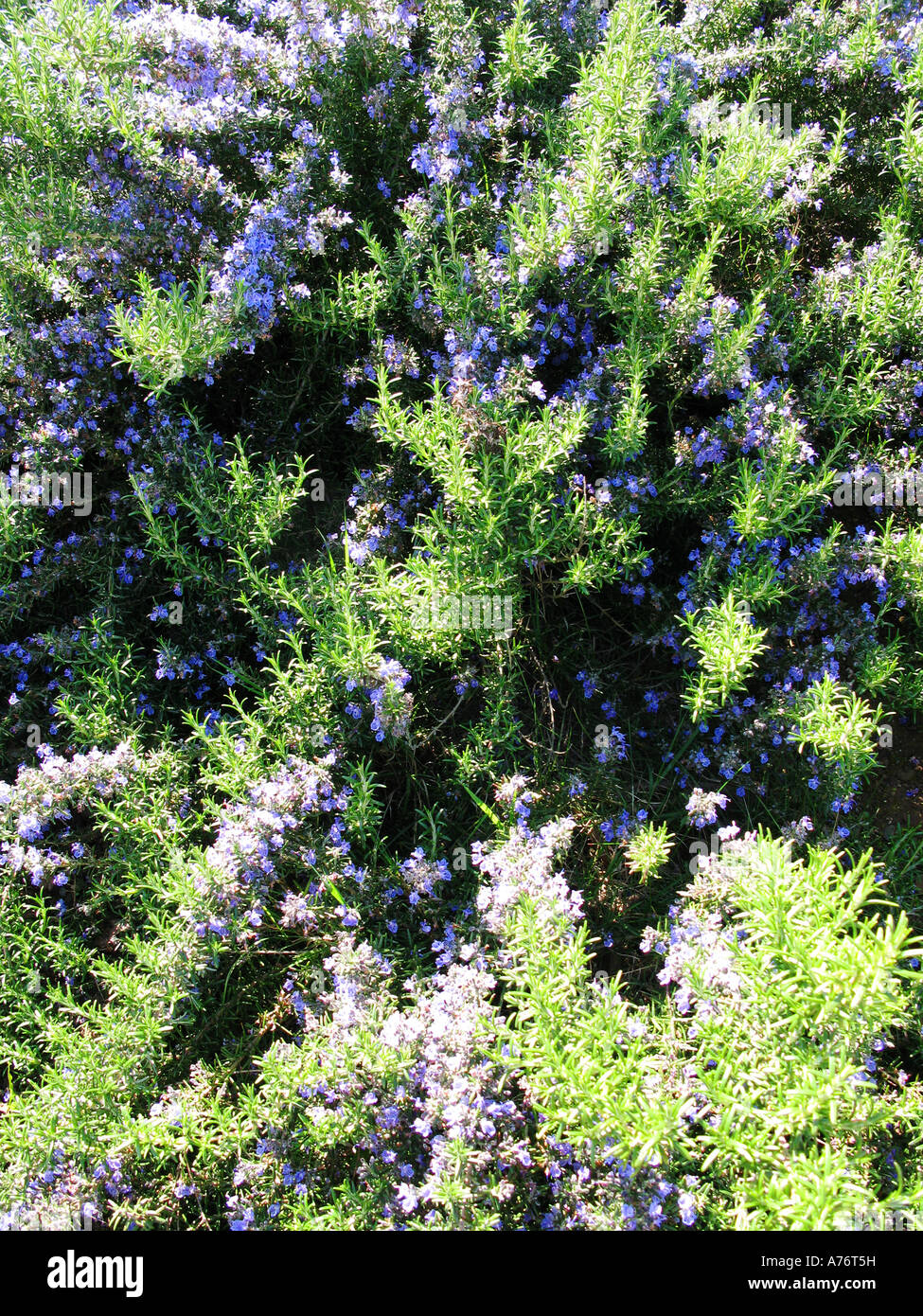 Le romarin sur une journée ensoleillée Banque D'Images