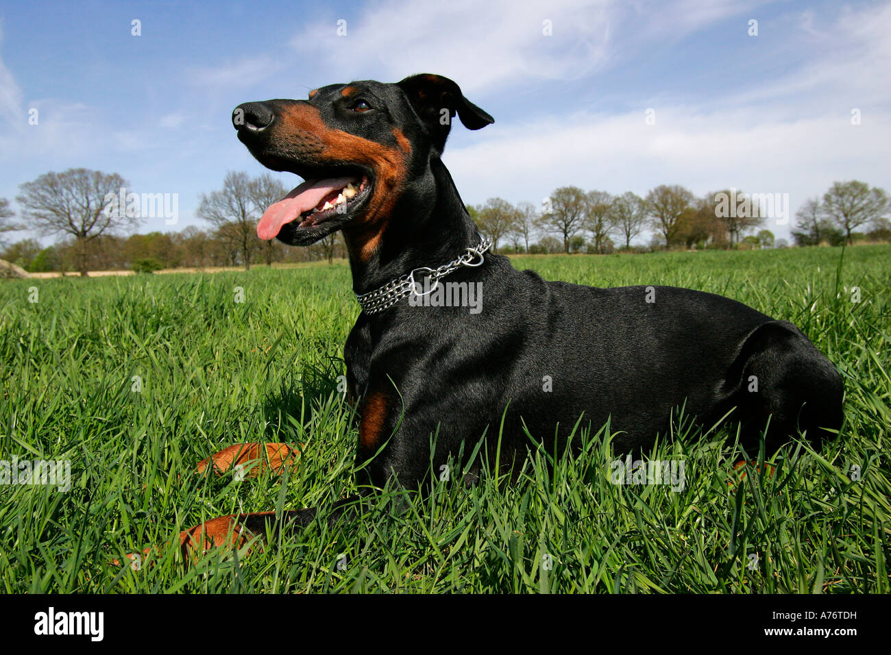 Dobermann - dobermann - homme assis dans l'herbe - chiens domestiques Banque D'Images