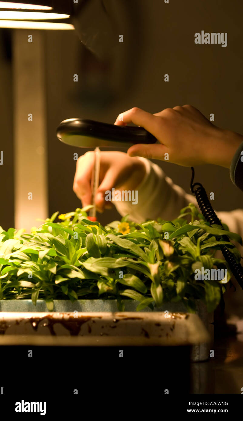 Expérience scientifique de l'école primaire à l'aide de petites expériences scientifiques sur les plantsSimple en utilisant les petites plantes Banque D'Images