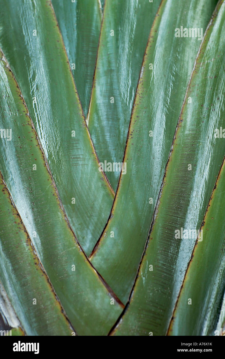 Ravenala madagascariensis, le palmier des voyageurs Banque D'Images