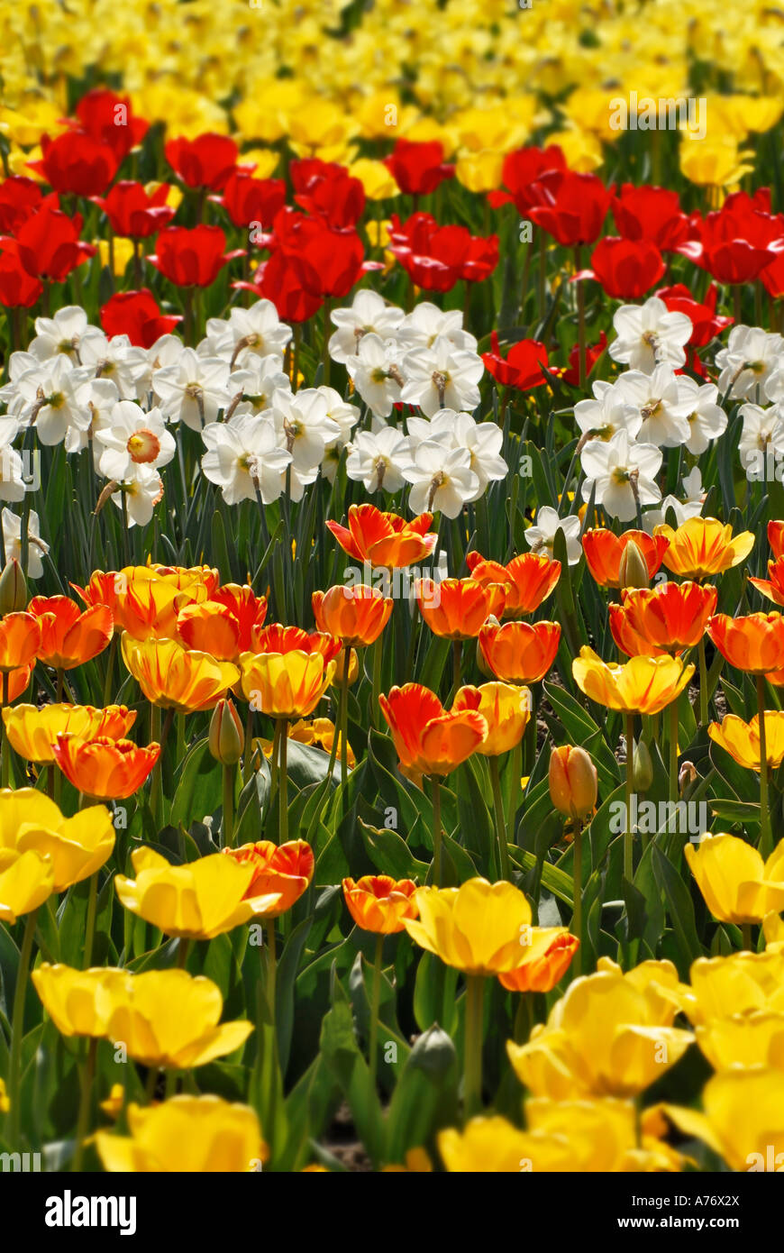Les tulipes (Tulipa) et Narcisse Banque D'Images