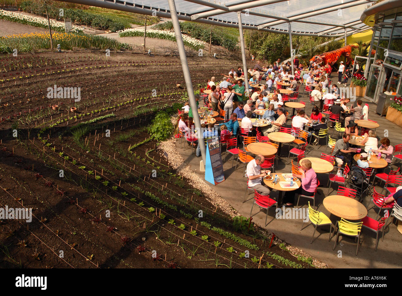 L'Eden Project Cornwall open air cafe manger aux côtés d'allotissement de légumes frais jardin afficher Banque D'Images