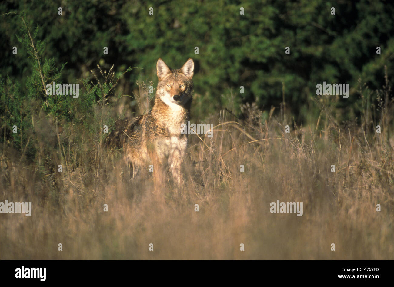 Coyote Banque D'Images