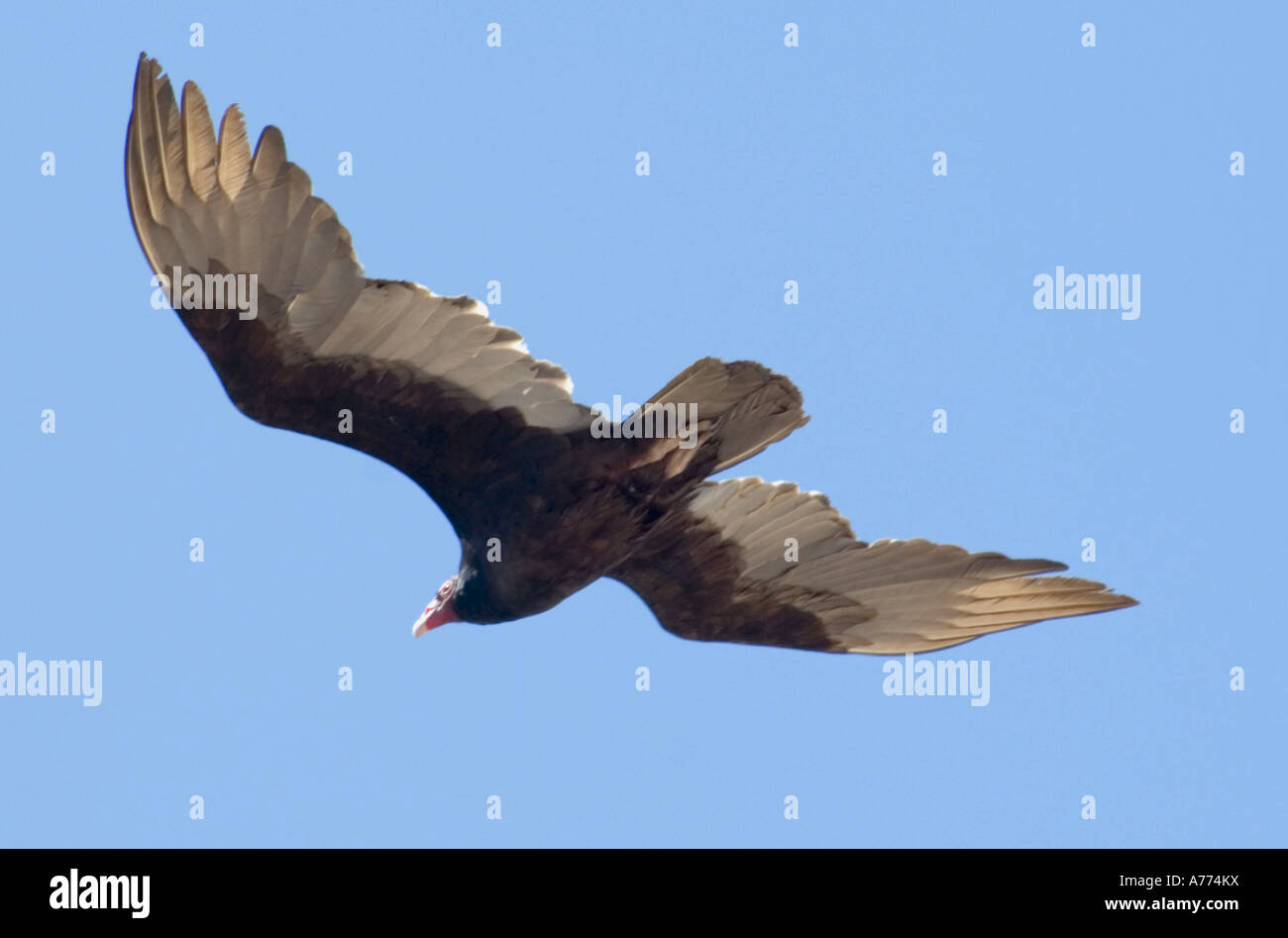 Urubu Cathartes aura Banque D'Images