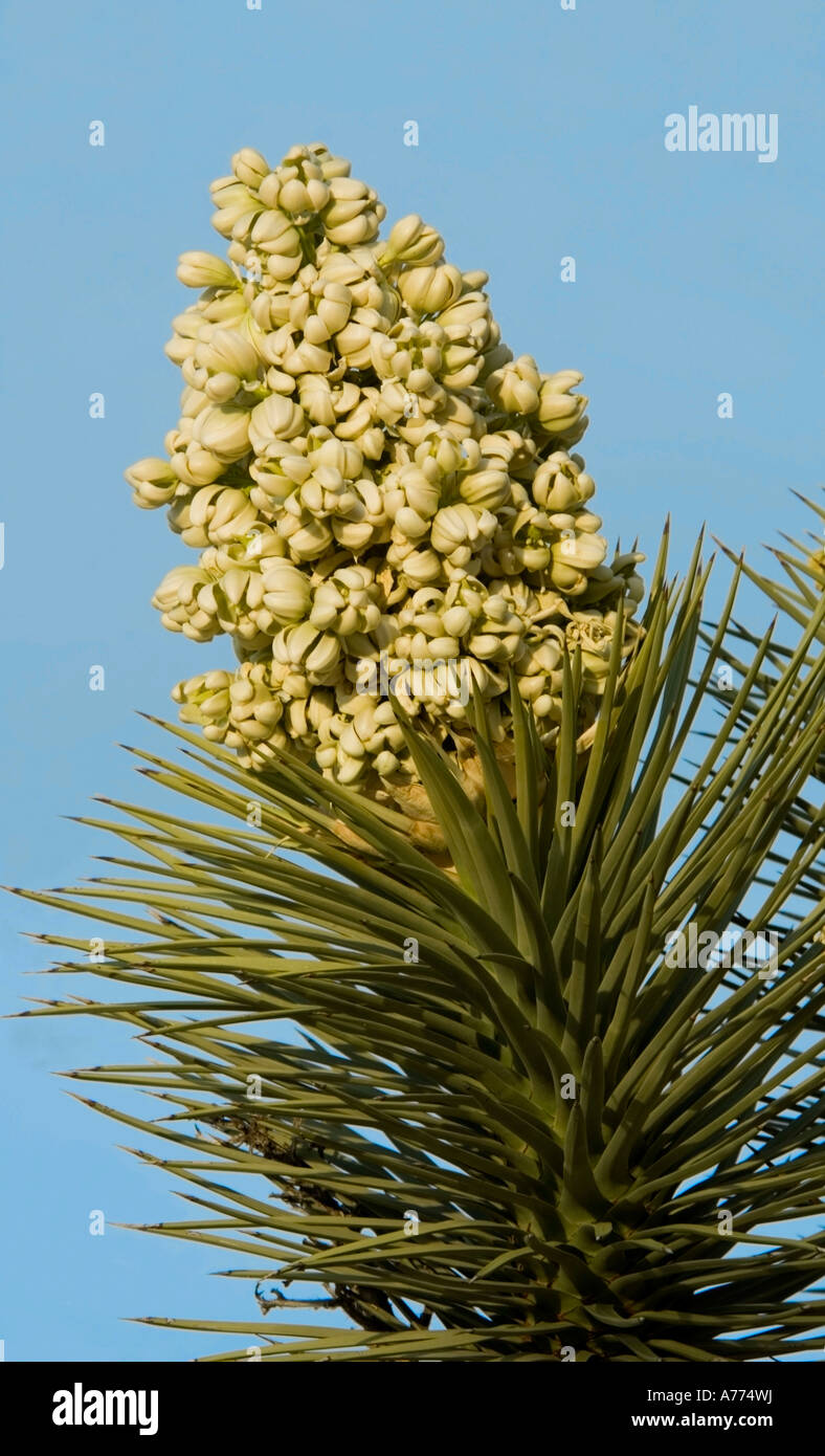 Fleurs de Yucca Yucca brevifolia Joshua Tree National Park - Californie - USA Banque D'Images