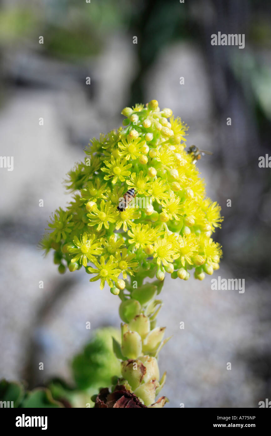 Close up of aeonium arboreum fleur avec les abeilles. San Diego, California, USA Banque D'Images